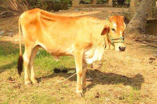 Cows at rural area