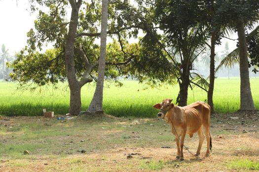 Cows at rural area