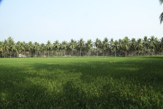 Rural area India