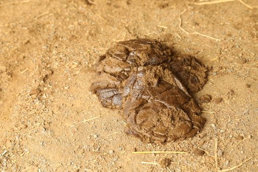 Cow Dung in fields