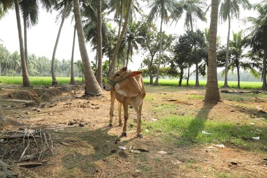 Cows at rural area