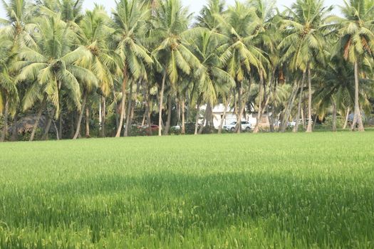 Rural area India