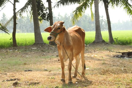 Cows at rural area