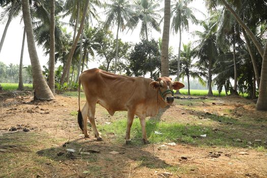 Cows at rural area