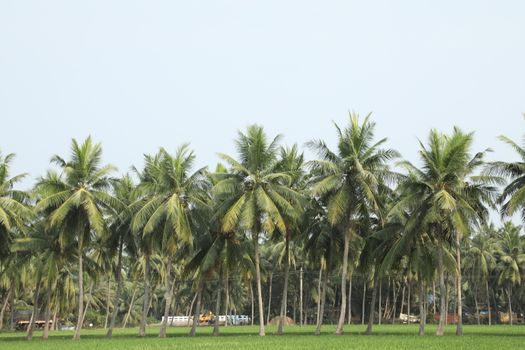 Rural area India