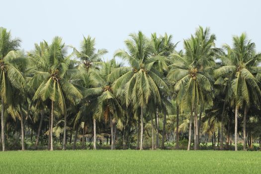 Rural area India