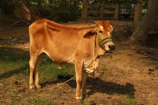 Cows at rural area