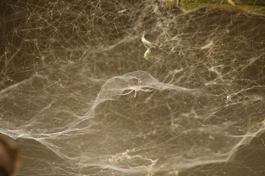 Scary Spider web