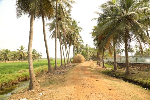 Green Fields Kerala India