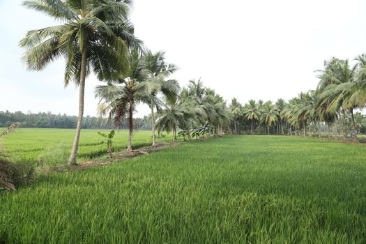 Green Fields Kerala India