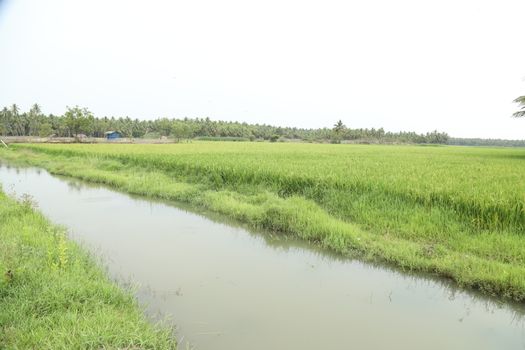 Green Fields Kerala India