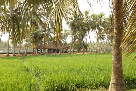 Green Fields Kerala India