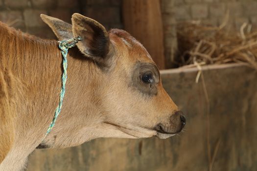Cows at rural area
