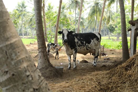 Cows at rural area