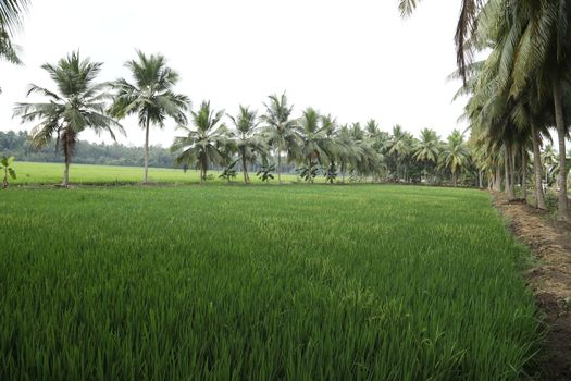 Green Fields Kerala India