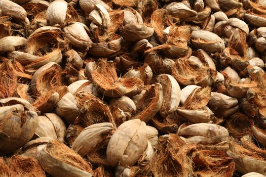 Closeup of a Coconuts
