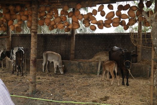 Cows at rural area