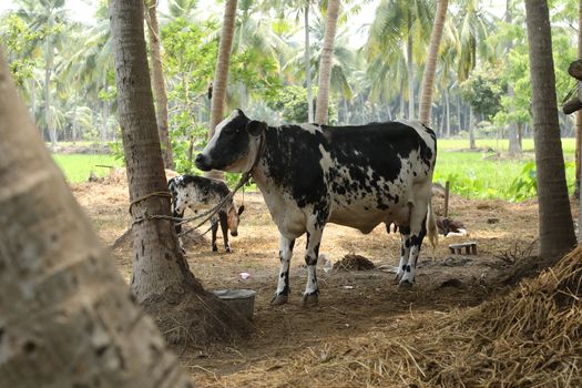 Cows at rural area