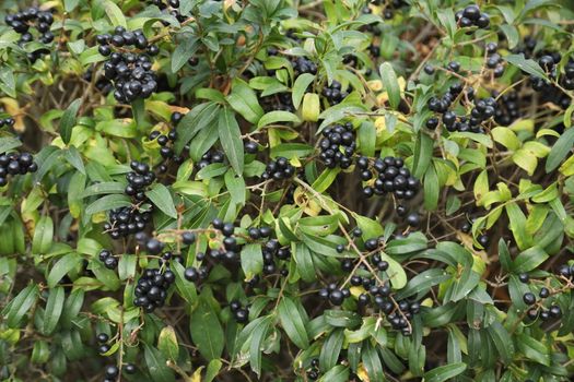 Indian Medicated Fruits