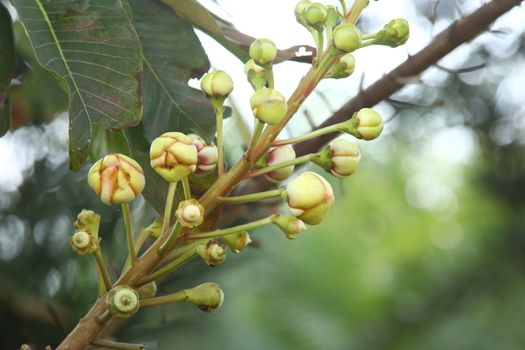 Indian Medicated Fruits