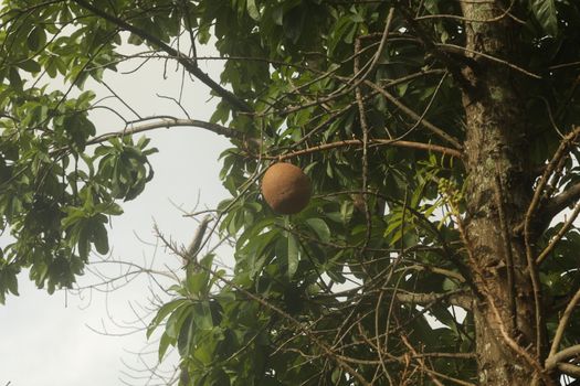 Indian Medicated Fruits