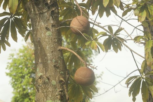 Indian Medicated Fruits