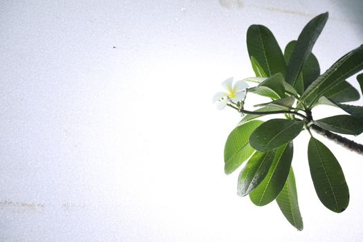closeup shot of flowers