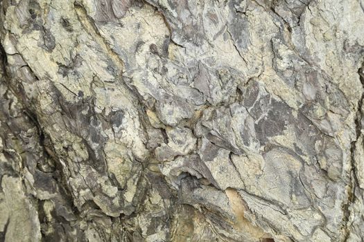 Tree Trunk texture macro shot