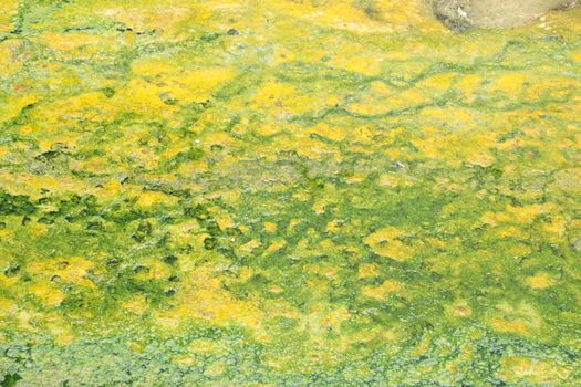 Moss in the Lava Volcano