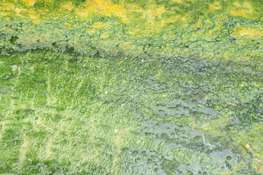 Moss in the Lava Volcano