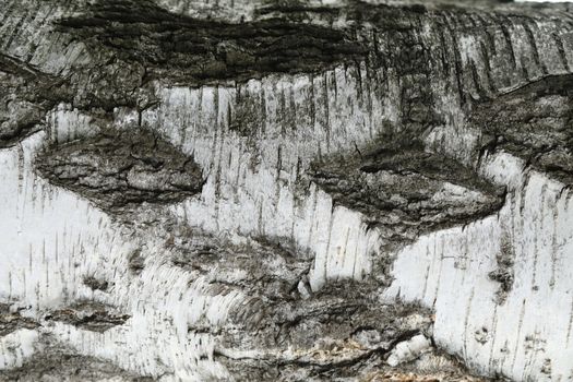 Moss in the Lava Volcano