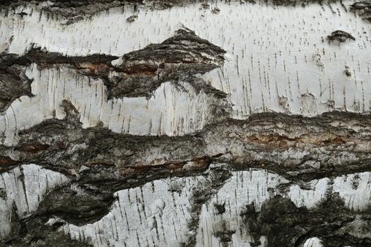 Tree Trunk texture macro shot