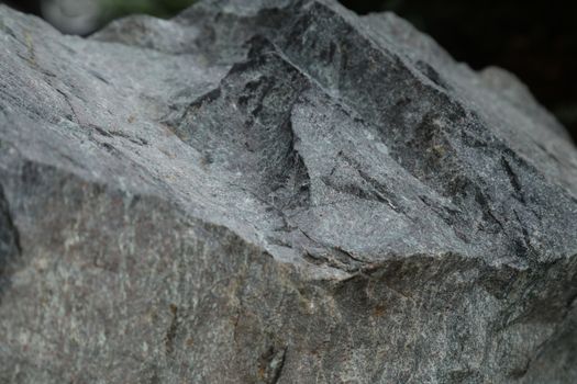Tree Trunk texture macro shot