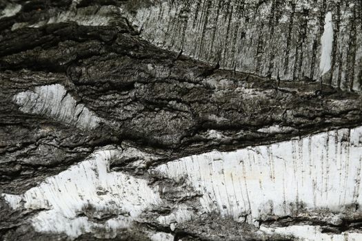 Tree Trunk texture macro shot