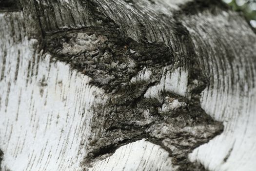 Tree Trunk texture macro shot