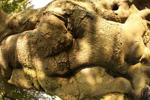 Tree Trunk texture macro shot