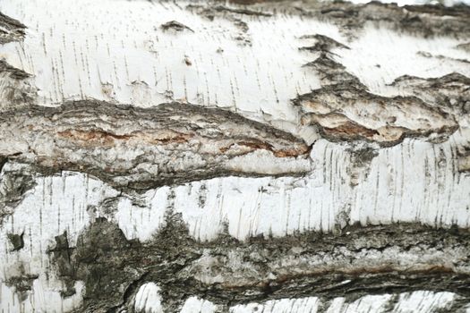 Tree Trunk texture macro shot