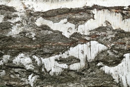 Tree Trunk texture macro shot