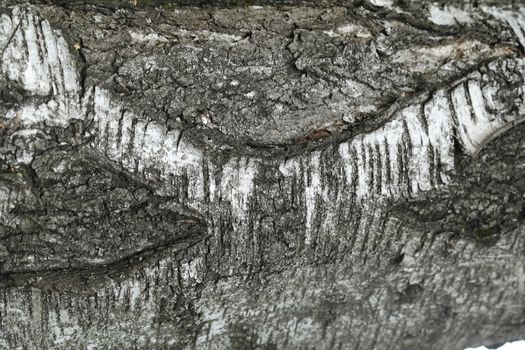 Tree Trunk texture macro shot