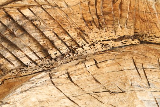 Abstract Wood Texture