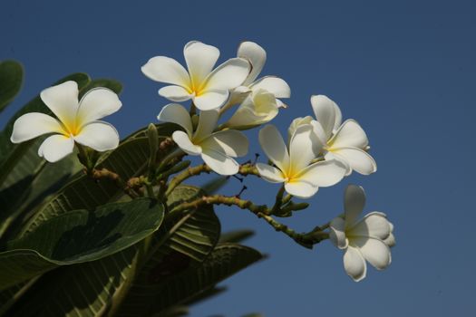 Closeup shot of Flowers