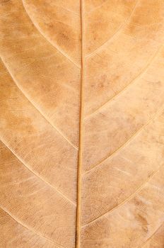 Macro Photo Of Natural Dry Leaf Pattern as background.