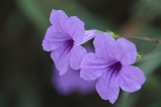 Closeup shot of Flowers