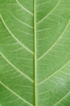 Macro Photo Of Natural Green Leaf Pattern as background.