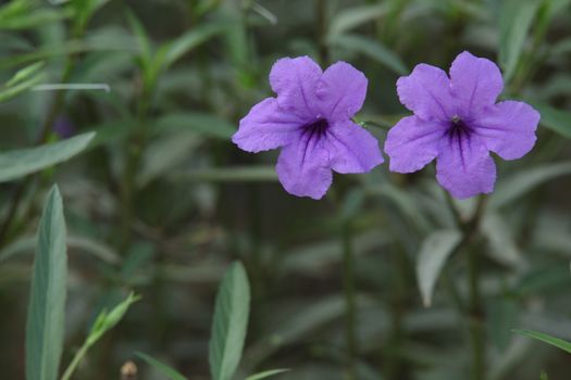 Closeup shot of Flowers