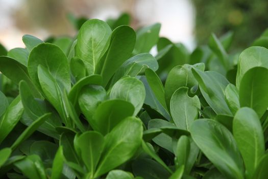 Micro shot of the Leaf
