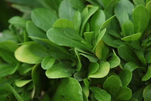 Micro shot of the Leaf