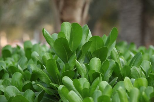 Micro shot of the Leaf