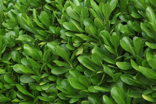 Micro shot of the Leaves