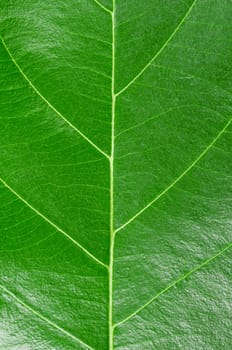 Macro Photo Of Natural Green Leaf Pattern as background.